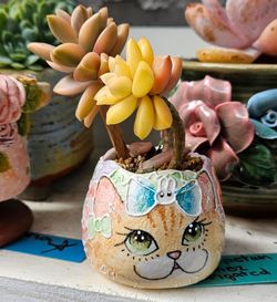 Beautiful  Succulent Displays,Handmade Succulent Planters With Rare Korean Import, Hard To Find