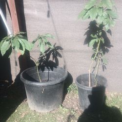 Avacado Tree For $100