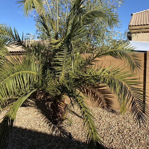 Free Pygmy Palm Tree for Sale in Queen Creek, AZ OfferUp