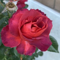 Hot Cocoa Rose Bush Plant, Unique Color Combination  In 5 Gallons Pot Pick Up Only