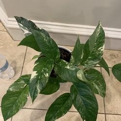 Albo Pothos Plant 