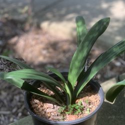 Healthy clivia plant