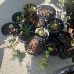 Succulent 