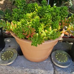 Succulent - Sedum "Pork And Beans" - $10