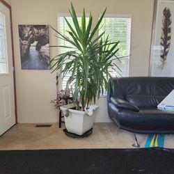 Over  5ft tall Corn Plant with pot.