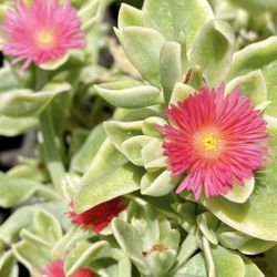 Various Houseplants & Succulents — $6-$19