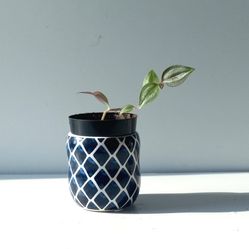 Lush Trailing Tradescantia Zebrina Purple Plant/ House Plant/ Indoor Plant Flower Patio Garden 