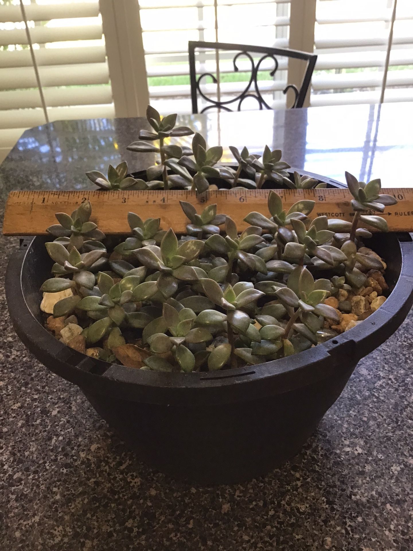 X Graptosedium Bronze