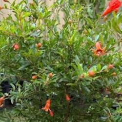 #36  Decorative miniature ponogram plants, 34" tall , 1gal