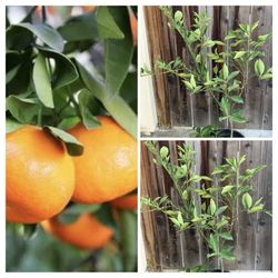 Organic Fruiting Dancy Tangerine Mandarin Orange Citrus Live Grafted Fruit Tree 5 Gallon Pot  Cash only  Pick up in North San Jose, By appointment onl