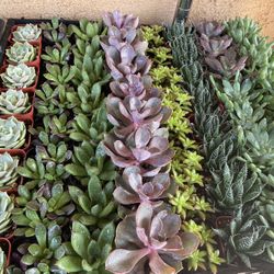 Succulent and Cactus Party Favors in COVINA 
