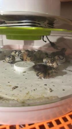 Quail eggs