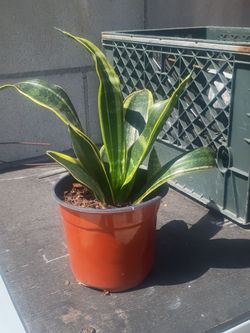 General.. sanseveria plant or lengua de suegra.nice