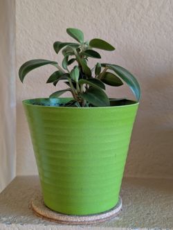 Healthy Beautiful Indoor Plant(Peperomia)