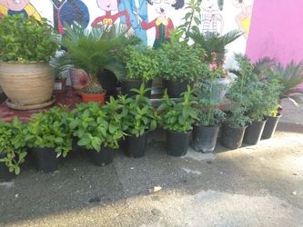Plantas