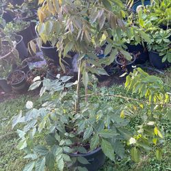 Wisteria Plants