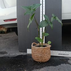 Live Plant, SEE OTHER OFFERS 