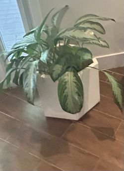 Concrete planter