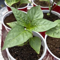 Red Bell Pepper Plant 4-6 inches