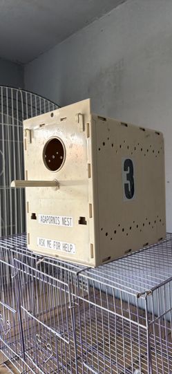 Box nest birds