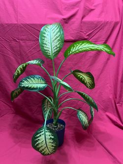 Dieffenbachia Compacta Tropical Snow Plant 3 Foot Tall