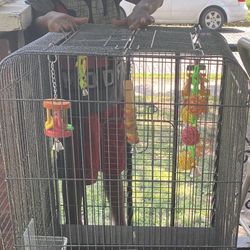 Dirty Bird Cage 4 The Low 