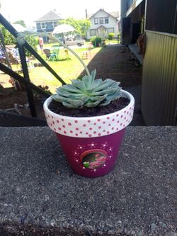 Succulent