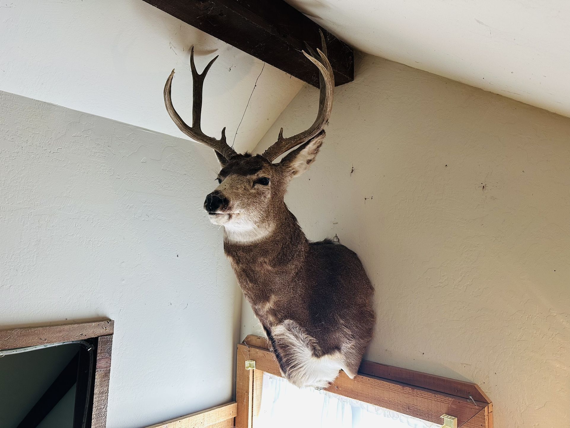 Deer Head