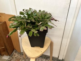Christmas cactus