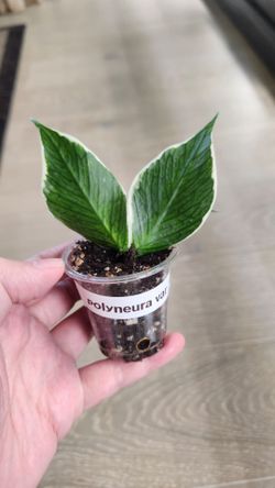 Hoya Polyneura outer var
