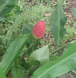 Pinecone Ginger Shampoo Ginger is ready