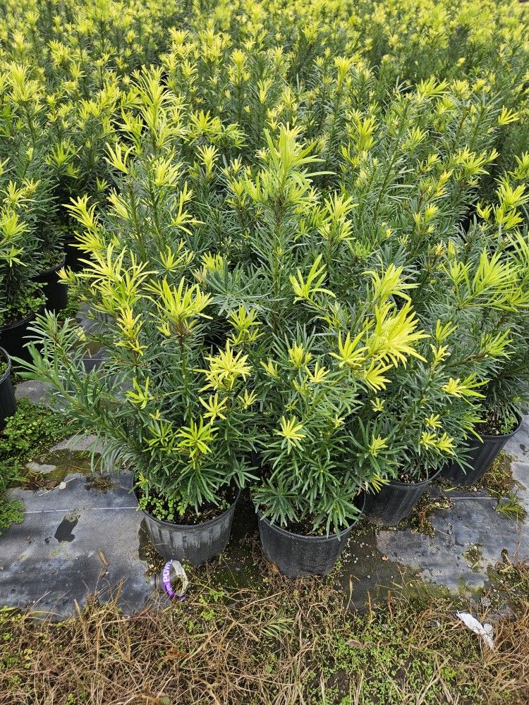 podocarpus Only $7.50 minimum order 50 qty Instant Privacy Hedge For Fence Green Full
