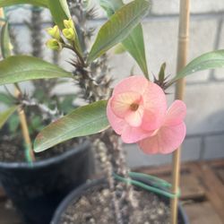 Crown Of Thorns Plant, Corona De Cristo Planta 