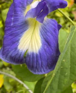 Butterfly Pea Flower Vine Plant