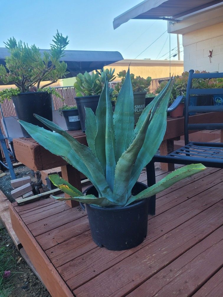 Blue Agaves