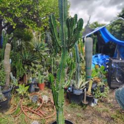 Succulent Plant