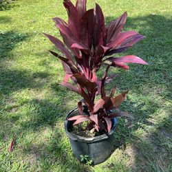 Hawaiian Tii Red Sister