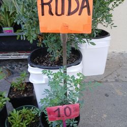 Ruda 