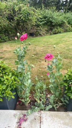 Poppy