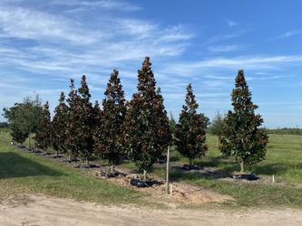 Large shade trees delivered