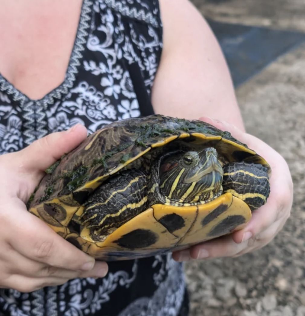 Free Red Ear Sliding Turtle