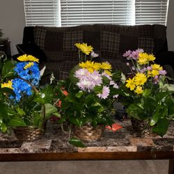 Fresh Plants 25 Each