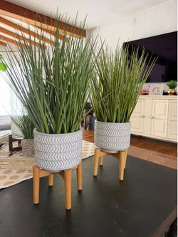 Decorative plants indoor