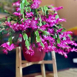 🌸Flowering Cactus