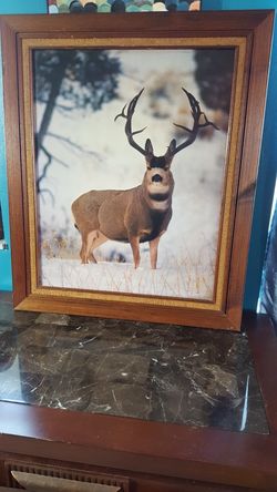 Picture of a Beautiful Buck