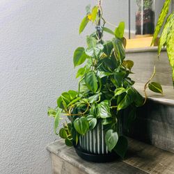 Brazilian Pothos