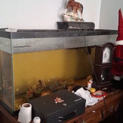 Fish Tank 
