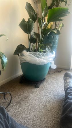 Banana Tree House Plant