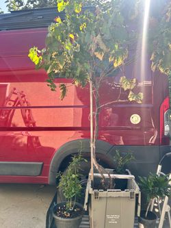 Queen Nina Red Grapevine , Dracaena Fragrans, Rose.