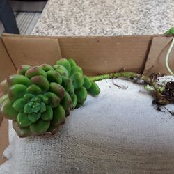 Succulent 